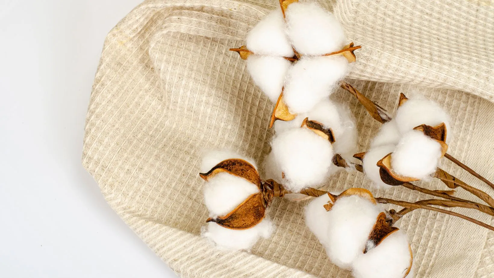 Türk Pamuğunun Tekstil Sektöründeki Gücü Resim